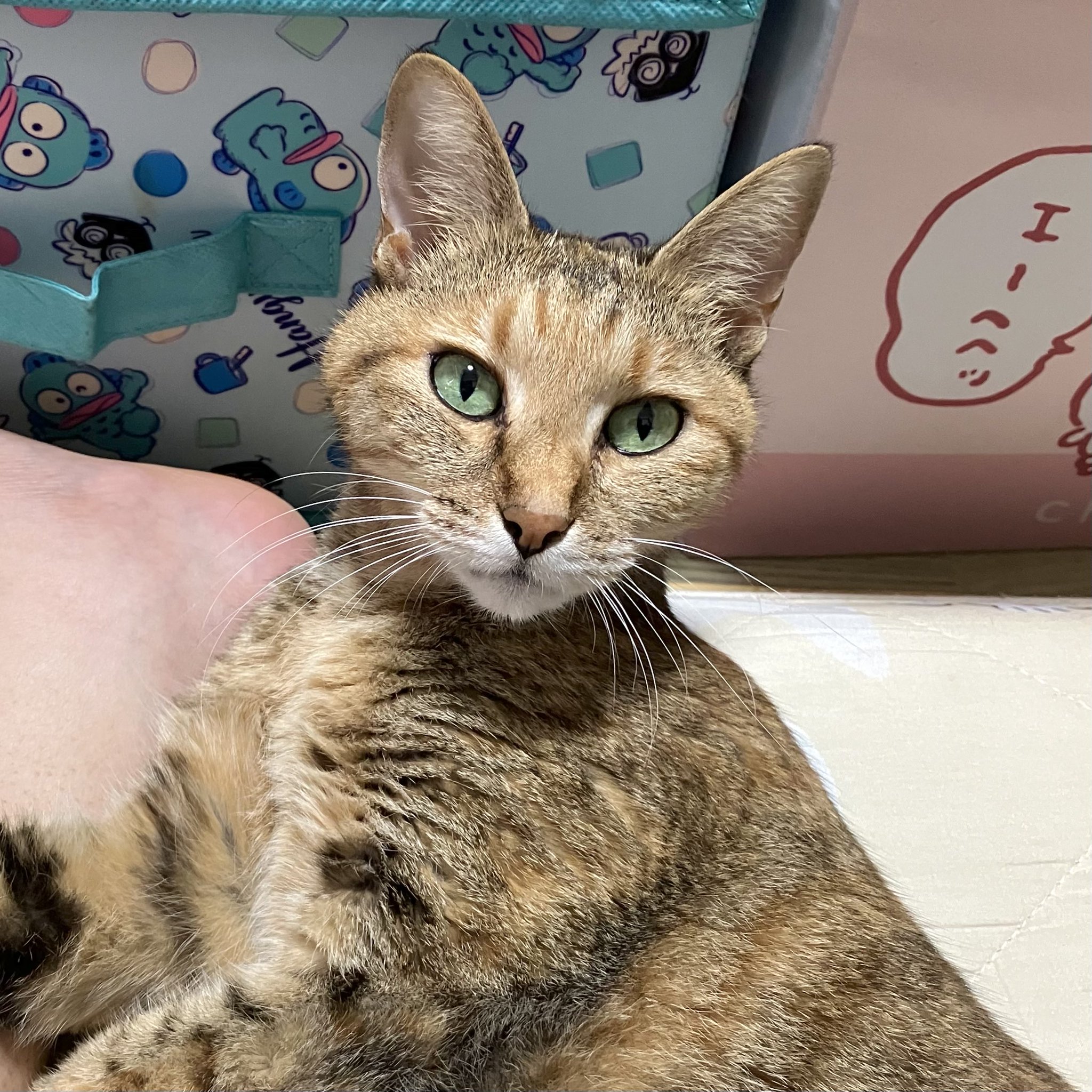 猫 どっち on X: 