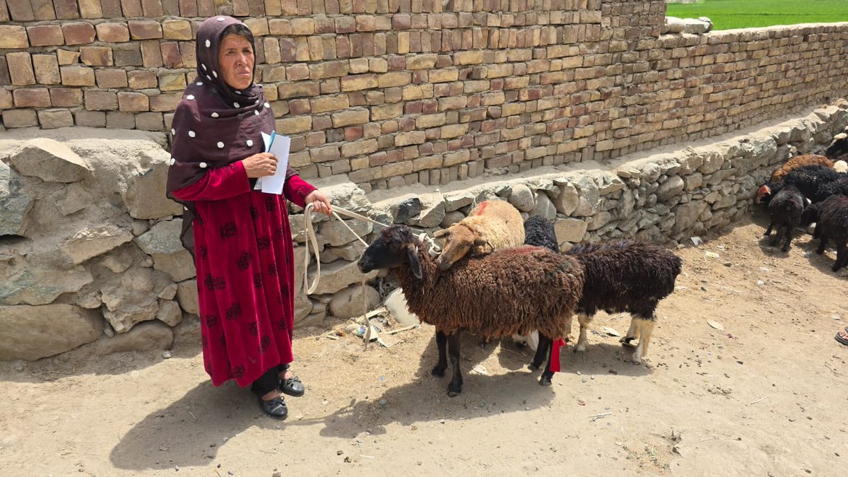 FAOAfghanistan's tweet image. Following last year's flash floods in Baghlan, @FAO and partners distributed livestock restocking packages to 500 vulnerable families to help them restore their livelihoods.
Each package included 2 ewes, 2 lambs, 250kg of wheat straw, a feeder and a drinker each.