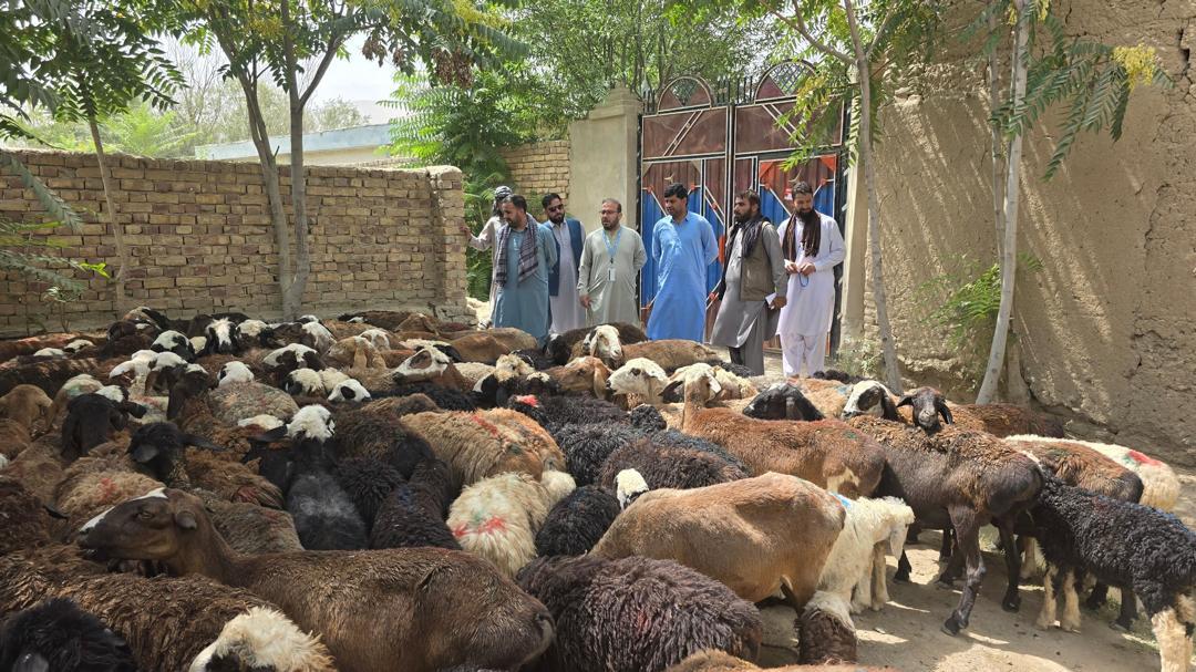 FAOAfghanistan's tweet image. Following last year's flash floods in Baghlan, @FAO and partners distributed livestock restocking packages to 500 vulnerable families to help them restore their livelihoods.
Each package included 2 ewes, 2 lambs, 250kg of wheat straw, a feeder and a drinker each.