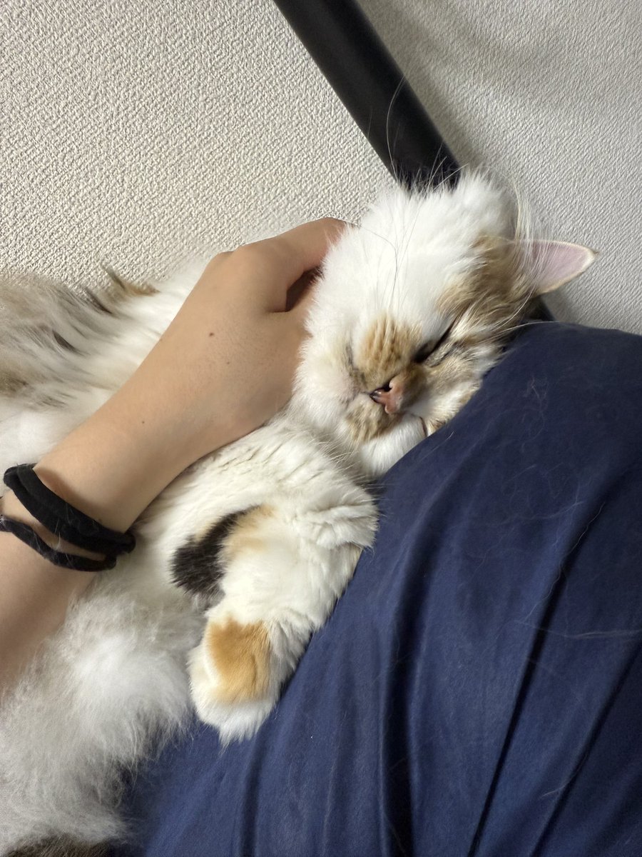 さてさて！

明日からまた別現場のお稽古が本格的にスタートするという事で！！（情報解禁までしばしお待ちを…♡🦭🍄）

今日はオフ日なので、寧々さんと存分にイチャイチャするぞー！