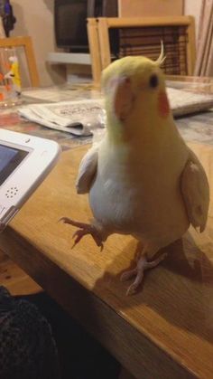 Cockatiel Lovers (@cockatielgroup) on Twitter photo 