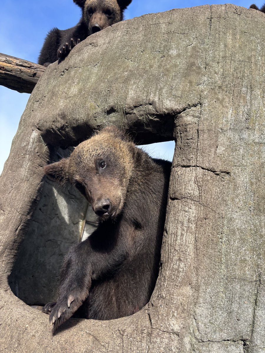 bearpark_jp's tweet image. 穴からひょっこりルカ君です🐻
#ルカ #カントもいるよ #子グマ
#のぼりべつクマ牧場 #クマ牧場 #登別 #エゾヒグマ #北海道
#noboribetsubearpark #noboribetsu #brownbear #hokkaido