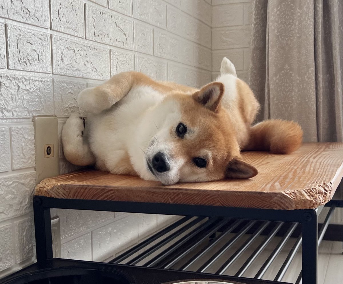 昼下がりの柴犬