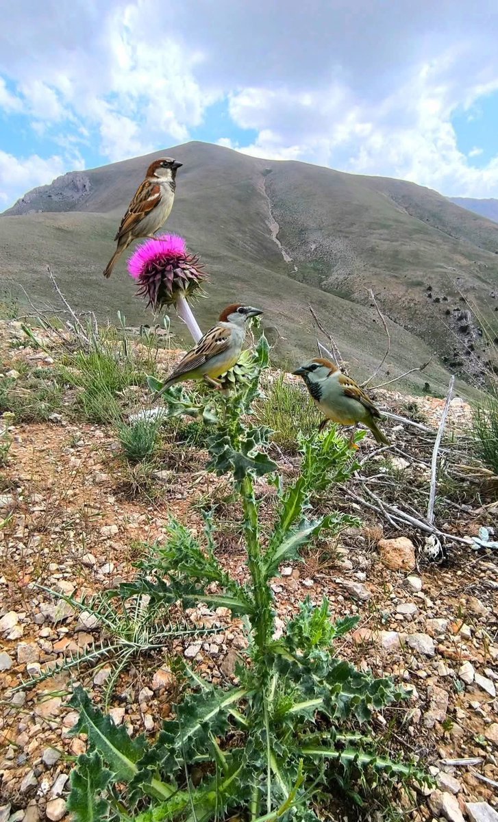 serenad75's tweet image. Kuş uçmaz, kervan geçmez bir yerdesin.
Su olsan kimse içmez,
Yol olsan kimse geçmez,
Elin adamı ne anlar senden? 

Yaşar Kemal

#Günaydın☀️🕊️