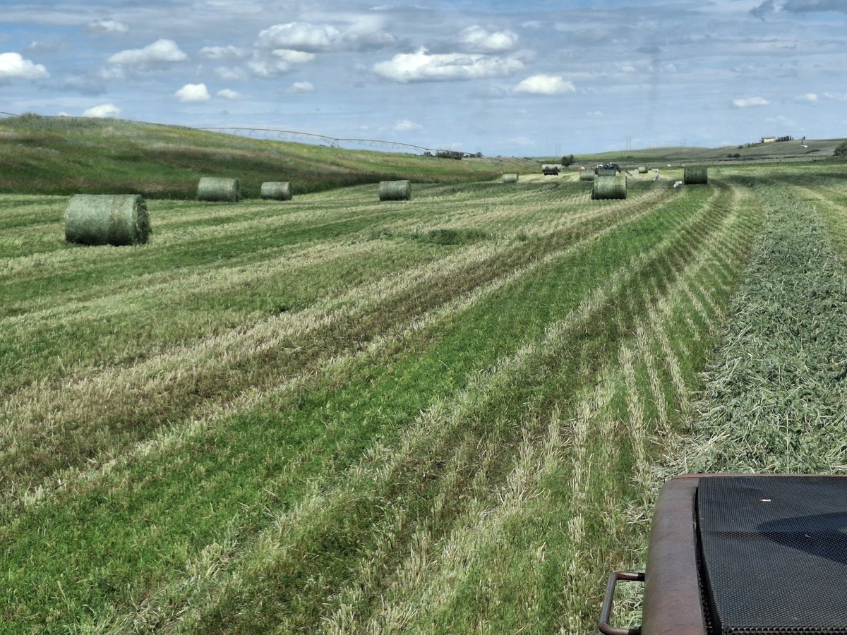 Silage bales! What's in them?
Oats and peas that we seeded, and
Organic Canada thistle
Organic dandelion
Organic shepherds purse
Organic yellow millet
Organic wild mustard
And many more
#organicland
#needsacleanup