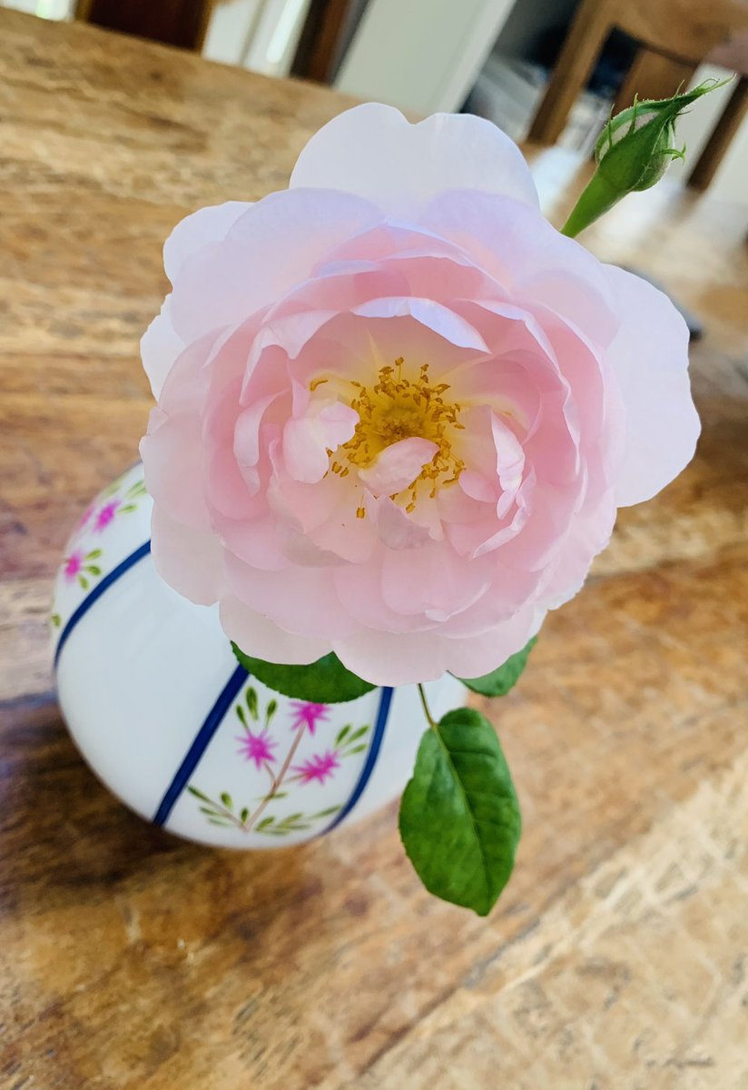 cloyu2024's tweet photo. 🥀薔薇通信&Veranda Garden 野菜編
#zb園芸部
#englishrose
#davidaustin
#sceptetedisle
#🥒
#🍅
#japanesebasil https://t.co/LE1P2i2QqO