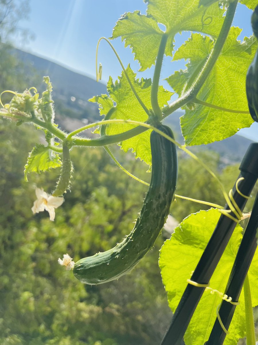 cloyu2024's tweet photo. 🥀薔薇通信&Veranda Garden 野菜編
#zb園芸部
#englishrose
#davidaustin
#sceptetedisle
#🥒
#🍅
#japanesebasil https://t.co/LE1P2i2QqO