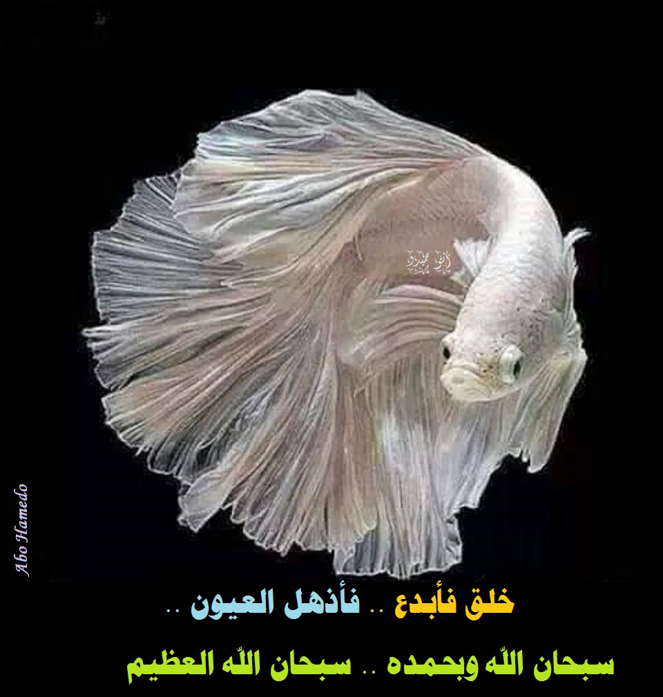 Abo Hamedo (@abohamedo) on Twitter photo <a href="/esmai_ali61/">أبو أنس</a> <a href="/A1toX36ZhfjA0pF/">تعبان يازمان. 🌹 ♥️🌹 المهاجر🌹🌹♥️🌹🌹</a> <a href="/mhmood__999990/">ℳℋℳᎾᎾⅅ</a> <a href="/abwmhmdalzanya2/">ابو محمد العزاني العزاني</a> <a href="/RobbiatulLatif1/">Robbiatul Latifah</a> <a href="/abrahym04491461/">ابراهيم موسى</a> <a href="/bassamzid/">بسام زيد</a> <a href="/nbylmhm7618468/">ابن السودان 🇸🇩🇸🇩🇸🇩🇸🇩</a> <a href="/momedessa89/">محمد عىسى</a> <a href="/rsvSXGjma1fPttA/">شاكر الكمار</a> <a href="/AbtsamZawy/">ابتسام العزاوي.</a> <a href="/bwfmh638485591/">@علي @</a> <a href="/rql5y/">فارس نجد</a> <a href="/Good_moham/">محمد</a> <a href="/m___0859/">المـﯧـر ڪاٺⓂ️</a> <a href="/abdulazizz50/">عبد العزيز السلامة أوثال</a> <a href="/adel73467641/">الغنيم عادل</a> <a href="/SAbdelbadee/">أبو عبد الرحمن</a> <a href="/LashenBek/">Lashen bek</a> <a href="/Abu_Rashed19/">أبو راشد</a> <a href="/ssoltan20304/">Sadiq Al , Selmi</a> <a href="/lmrylmr93902488/">Mrwan</a> <a href="/CHcjyff863/">ربيع ماهر احمد احمد رشوان</a> <a href="/khaledGeba83364/">khaled algebaly</a> <a href="/AlmradnyHmdy/">حمدى ابراهيم يحيى عباس المرادنى</a> <a href="/EsalamMagd3582/">Magdy Abd.Esalam</a> <a href="/abu_aqeel5/">ابوعقيل</a> <a href="/abdoulabdoul312/">@abdoul abdoul 31</a> <a href="/La50__/">🇸🇦🇸🇦💚غيد الجنوب💚🇸🇦🇸🇦</a> <a href="/Abouali1958/">Moh walid Elghazzaoui</a> <a href="/samawi_m/">الاديب✍️</a> <a href="/Mustapha3abir/">Mustapha 3abir</a> <a href="/hmadhmmdwh8/">حماده ممدوح</a> <a href="/mansourabotalb/">منصور منصور منصور ابوطالب</a> <a href="/maha8321553/">🌸maha🌸</a> <a href="/RabieWarra16307/">Rabie Warrad</a> <a href="/NNema88305/">حياة ، فراق ، موت ..</a> <a href="/fatma15723404/">fatma</a> <a href="/gilan53/">ثريــــــــــــاء 🇸🇦💚</a> <a href="/n76652876/">نادر الحمادي</a> <a href="/GoodYemn/">Good_yemn.العاقل</a> <a href="/NASHI_220/">ناشي</a> <a href="/faeqah_m/">الجنة غايتي 🌷🌼🍀</a> <a href="/Quran0120/">ذكر</a> <a href="/fatma88g/">هيبه</a> <a href="/yaser25685yaser/">الصلاة والسلام على نبينا محمد</a> <a href="/MelissaSouzi/">bochra_lil....🌹🇵🇸❤️🇩🇿🌹</a> <a href="/Ahk148814687/">عبْد العزيز حمَد السَّلامَة</a> <a href="/JntyThany/">امي جنتي (تهاني)</a> <a href="/esmai_ali61/">أبو أنس</a> <a href="/A1toX36ZhfjA0pF/">تعبان يازمان. 🌹 ♥️🌹 المهاجر🌹🌹♥️🌹🌹</a> <a href="/mhmood__999990/">ℳℋℳᎾᎾⅅ</a> <a href="/abwmhmdalzanya2/">ابو محمد العزاني العزاني</a> <a href="/RobbiatulLatif1/">Robbiatul Latifah</a> <a href="/abrahym04491461/">ابراهيم موسى</a> <a href="/bassamzid/">بسام زيد</a> <a href="/nbylmhm7618468/">ابن السودان 🇸🇩🇸🇩🇸🇩🇸🇩</a> <a href="/momedessa89/">محمد عىسى</a> <a href="/rsvSXGjma1fPttA/">شاكر الكمار</a> <a href="/AbtsamZawy/">ابتسام العزاوي.</a> <a href="/bwfmh638485591/">@علي @</a> <a href="/rql5y/">فارس نجد</a> <a href="/Good_moham/">محمد</a> <a href="/m___0859/">المـﯧـر ڪاٺⓂ️</a> <a href="/abdulazizz50/">عبد العزيز السلامة أوثال</a> <a href="/adel73467641/">الغنيم عادل</a> <a href="/SAbdelbadee/">أبو عبد الرحمن</a> <a href="/LashenBek/">Lashen bek</a> <a href="/Abu_Rashed19/">أبو راشد</a> <a href="/ssoltan20304/">Sadiq Al , Selmi</a> <a href="/lmrylmr93902488/">Mrwan</a> <a href="/CHcjyff863/">ربيع ماهر احمد احمد رشوان</a> <a href="/khaledGeba83364/">khaled algebaly</a> <a href="/AlmradnyHmdy/">حمدى ابراهيم يحيى عباس المرادنى</a> <a href="/EsalamMagd3582/">Magdy Abd.Esalam</a> <a href="/abu_aqeel5/">ابوعقيل</a> <a href="/abdoulabdoul312/">@abdoul abdoul 31</a> <a href="/La50__/">🇸🇦🇸🇦💚غيد الجنوب💚🇸🇦🇸🇦</a> <a href="/Abouali1958/">Moh walid Elghazzaoui</a> <a href="/samawi_m/">الاديب✍️</a> <a href="/Mustapha3abir/">Mustapha 3abir</a> <a href="/hmadhmmdwh8/">حماده ممدوح</a> <a href="/mansourabotalb/">منصور منصور منصور ابوطالب</a> <a href="/maha8321553/">🌸maha🌸</a> <a href="/RabieWarra16307/">Rabie Warrad</a> <a href="/NNema88305/">حياة ، فراق ، موت ..</a> <a href="/fatma15723404/">fatma</a> <a href="/gilan53/">ثريــــــــــــاء 🇸🇦💚</a> <a href="/n76652876/">نادر الحمادي</a> <a href="/GoodYemn/">Good_yemn.العاقل</a> <a href="/NASHI_220/">ناشي</a> <a href="/faeqah_m/">الجنة غايتي 🌷🌼🍀</a> <a href="/Quran0120/">ذكر</a> <a href="/fatma88g/">هيبه</a> <a href="/yaser25685yaser/">الصلاة والسلام على نبينا محمد</a> <a href="/MelissaSouzi/">bochra_lil....🌹🇵🇸❤️🇩🇿🌹</a> <a href="/Ahk148814687/">عبْد العزيز حمَد السَّلامَة</a> <a href="/JntyThany/">امي جنتي (تهاني)</a>