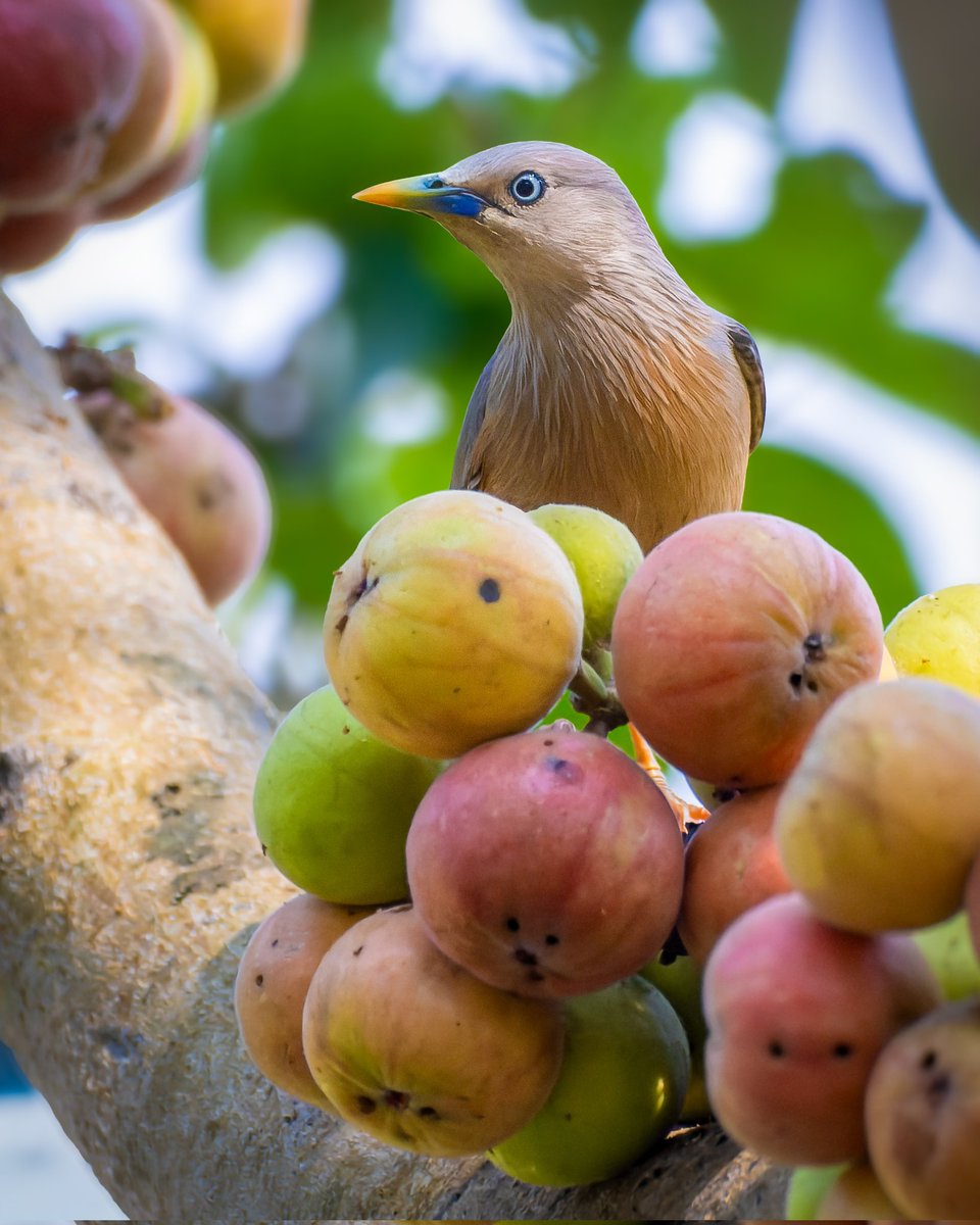 Forget Monday blues. How about some fig-filled hues and feathered views? 🐦🍇💙 happy week ahead folks #indiAves inframe #chestnutheadedstarling #birdphotography #birdwatching #natgeoindia