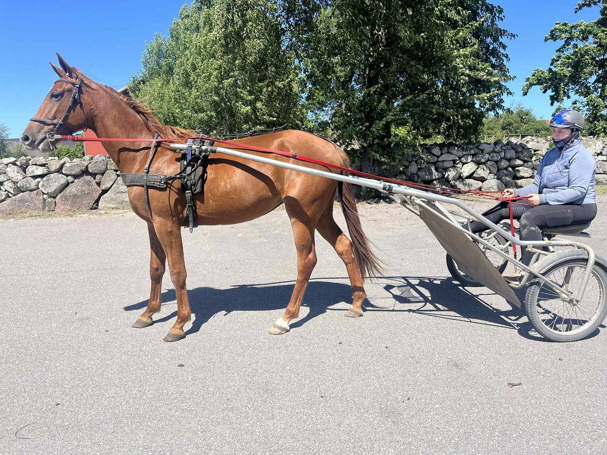 ANDELSHÄST!
🥰CARISMA T.T.🥰
e Monark Newmen-Amoa Queen 
2 år Sto
Carisma är uppdelad i 20-andelar 
Administreras av Stall Ofcourse 
Pris per andel 3000 kronor 
Månadsavgift ca 800 kronor 
Erbjudandet gäller endast juli ut!!!!
Gå in på Stall Ofcourse o teckna er för en andel.