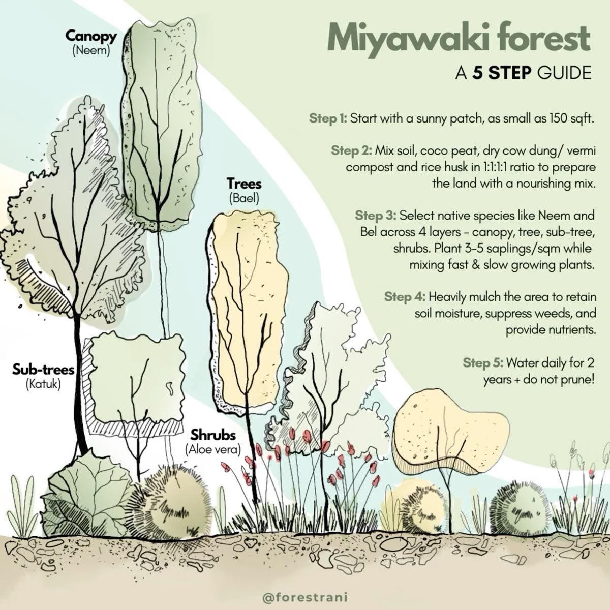 🌳 Revive nature with #Miyawaki microforests! Dense planting of native trees &amp; understory creates thriving ecosystems in just years. 🌱 #MiyawakiMethod #ReWild #ClimateAction