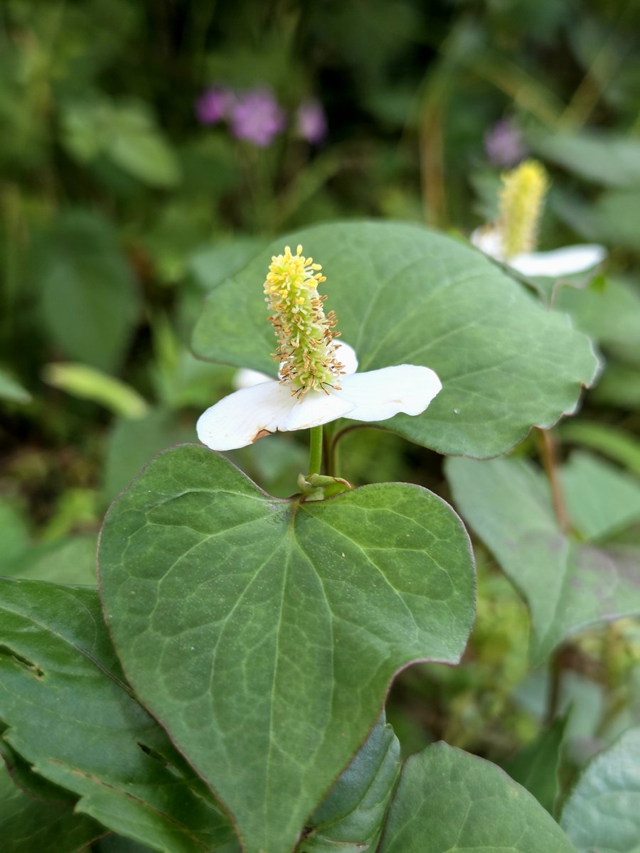 goldrose9090's tweet photo. 🌷Houttuynia Cordata: A Quiet Bloom with Healing Power
🌸#HouttuyniaCordata #Heartleaf #WildFlower #HerbalPlant #KoreanNature #SummerBloom #QuietBeauty #HealingFlowers #NatureDiary
👉Read more here!:
🔗https://t.co/6sfJ9yEcIC https://t.co/mE7AO5Oxk1