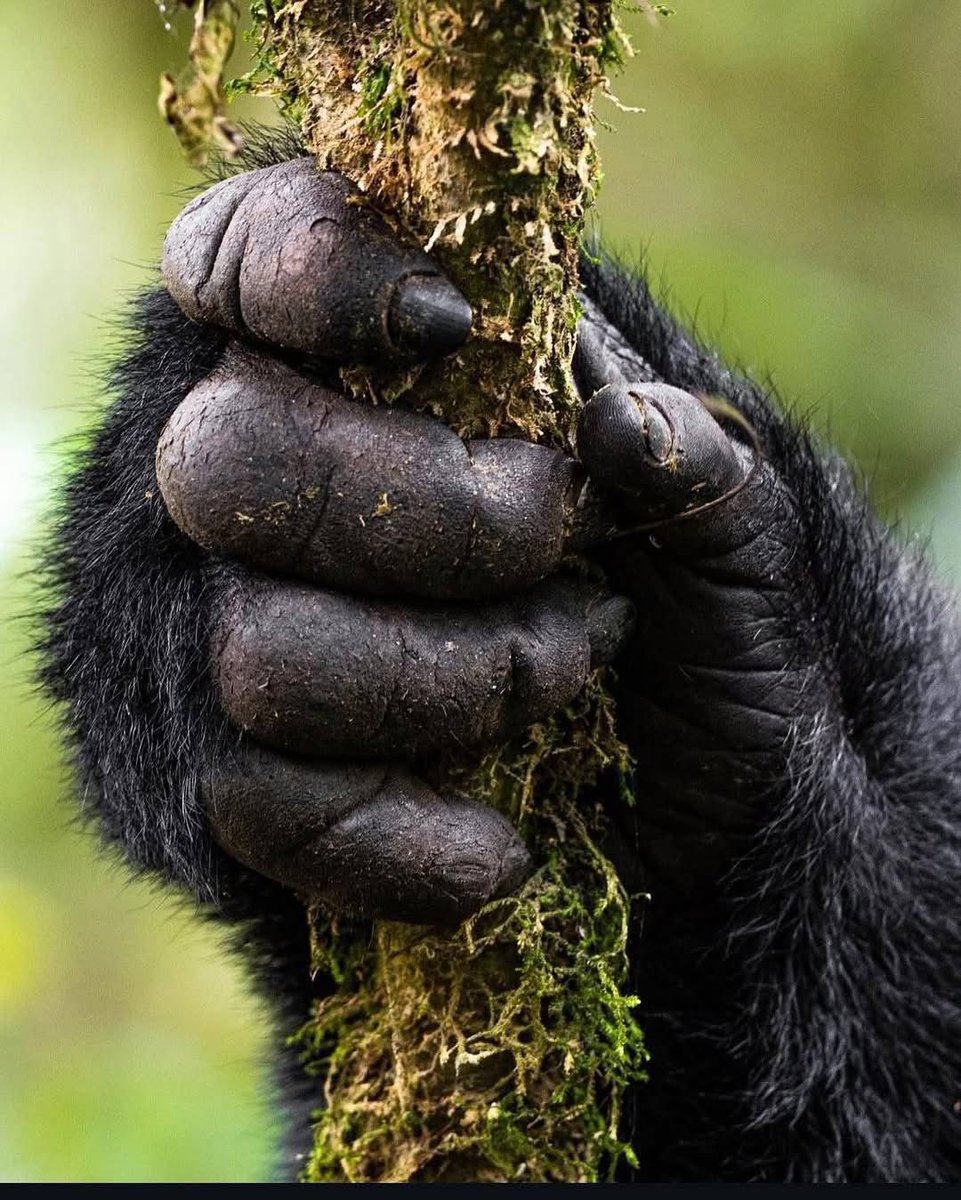 Whether you’re trekking through dense jungle in search of gorillas, listening to the calls of rare birds, or engaging with local cultures, 

Bwindi Impenetrable National Park offers an unforgettable adventure into one of Africa’s last great wildernesses.
#ugandawildlife