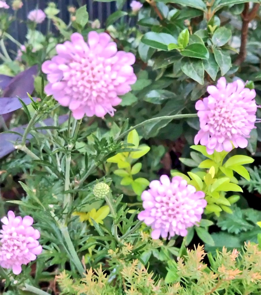 bua10732378's tweet image. お花とは全然関係ないのですが…
去年の夏もめちゃくちゃ暑くて…
Gが出た時に仏心を起こして虫取り
網で外に逃がした事があったのです
が、後日友達が「Gネットワークで
あの家は追い出されるから行くな」
って噂が広がって出なくなる。って
聞きました。本当にそれから一匹
も見ません。皆さん是非。