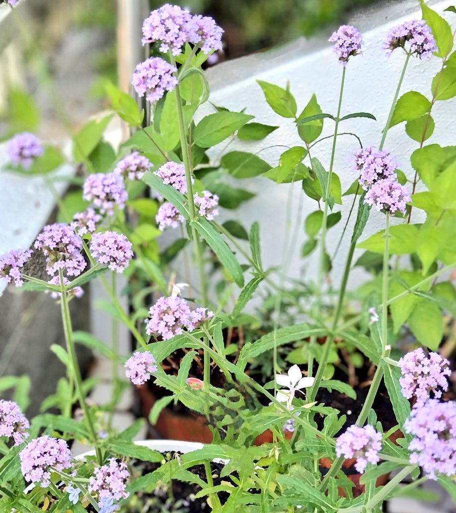 bua10732378's tweet image. お花とは全然関係ないのですが…
去年の夏もめちゃくちゃ暑くて…
Gが出た時に仏心を起こして虫取り
網で外に逃がした事があったのです
が、後日友達が「Gネットワークで
あの家は追い出されるから行くな」
って噂が広がって出なくなる。って
聞きました。本当にそれから一匹
も見ません。皆さん是非。