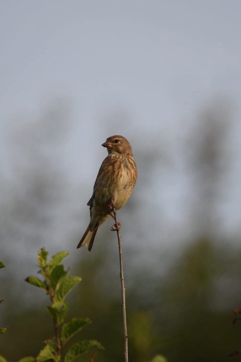Linnet 
Bude Cornwall 〓〓
#Bude #Cornwall 
#Linnet