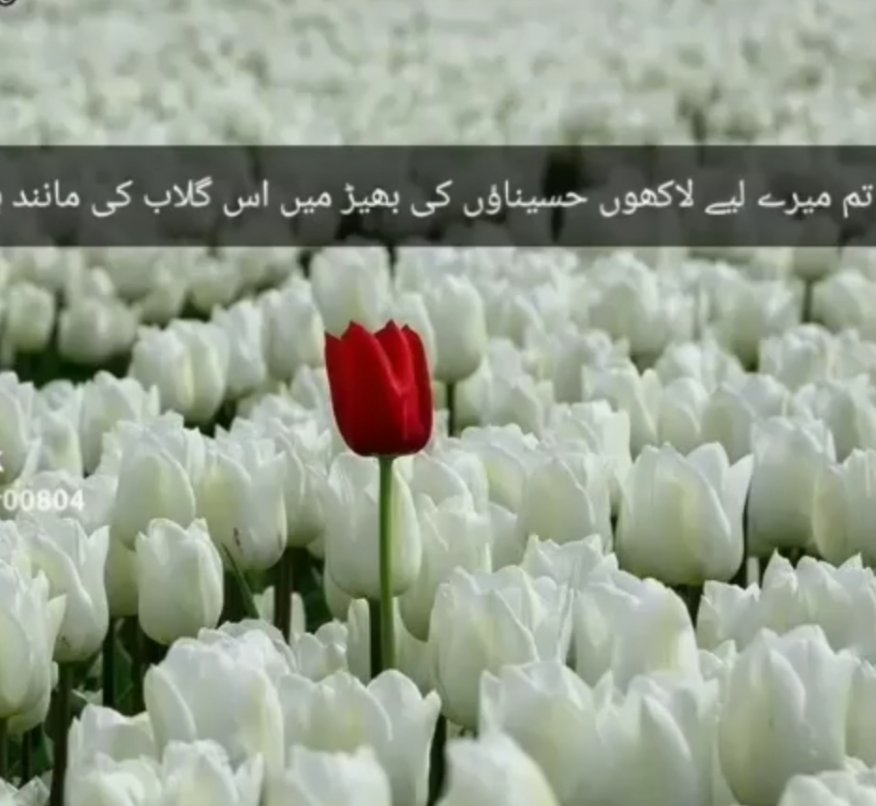 تم میرے لیے لاکھوں حسیناؤں 
کی بھیڑ میں اس گلاب کی مانند ہو
