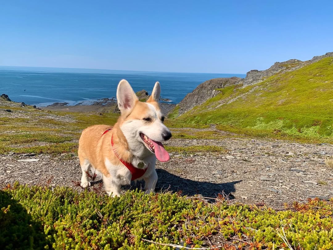 JosephineK1761's tweet image. Awesome photo😍😍❤️❤️
#CorgiJoy #CorgiGoals #LoveMyCorgi #PetsofTwitter #CorgiBark #PrincessWelshCorgi