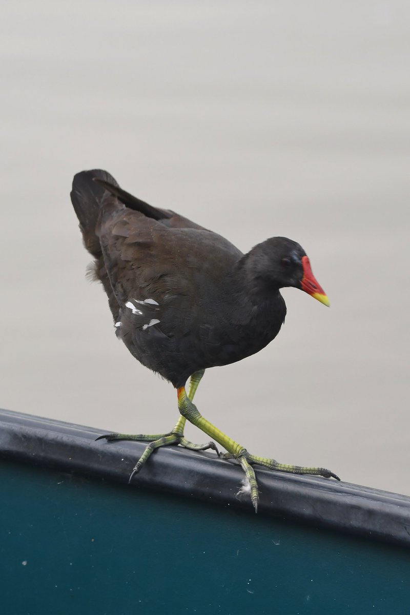 Moorhen 
Bude Cornwall 〓〓
#Bude #Cornwall 
#Moorhen