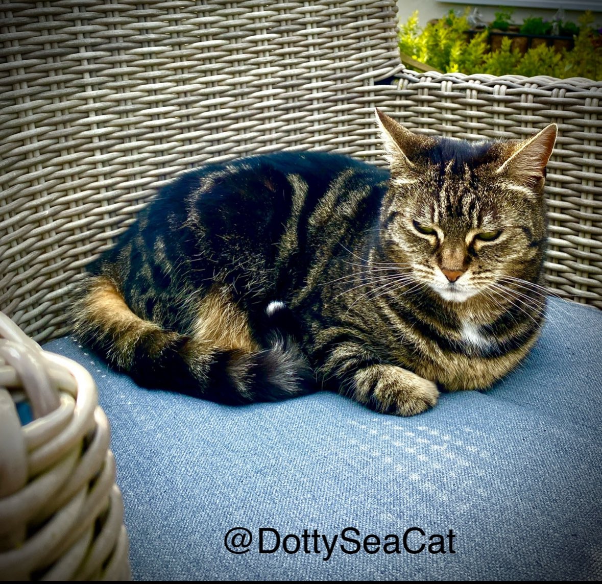 The last of the alfresco loaves for a while. Soggy bottoms return tomorrow. Have a good #kittyloafmonday 🍞🐈🍞