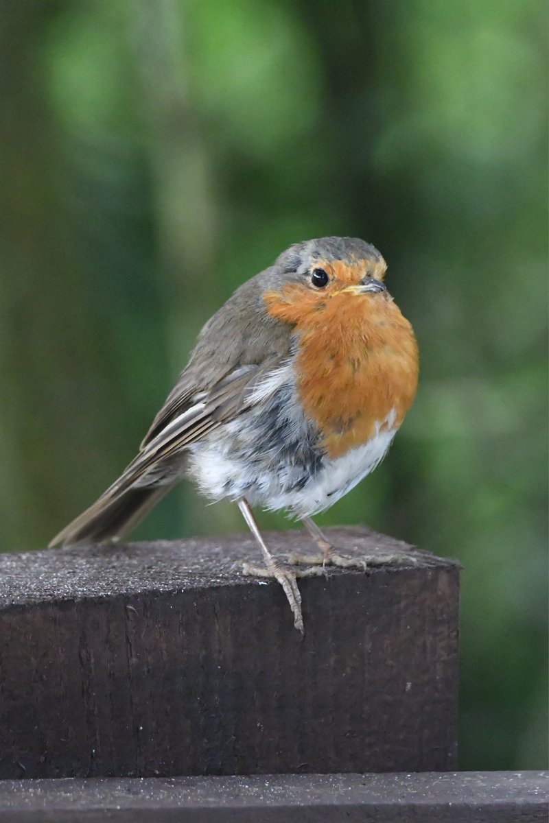 Robin 
Bude Cornwall 〓〓
#Bude #Cornwall 
#Robin
