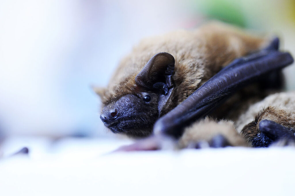 #Biosecurity #RiskManagement #Research #DualUse 
#Zoonosis
New Guidelines Aim to Improve Lab Safety for Bat Research, Mitigating Zoonotic Risk
globalbiodefense.com/2025/07/12/bio…

With the growing use of bats in infectious disease and ecological research, a new paper published in Applied