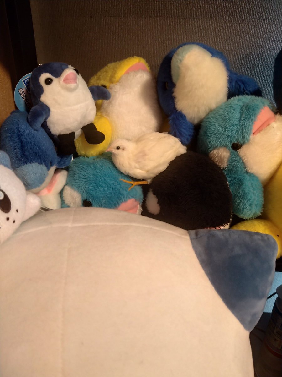 Tapioka_Mijyu's tweet image. うみのいきもの