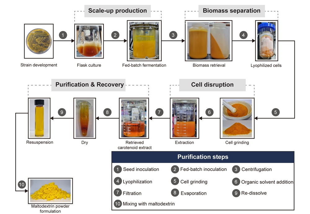 🦠➡️👀 A research team led by Distinguished Professor Sang Yup Lee at KAIST has successfully engineered Corynebacterium glutamicum to produce 1.78 g/L of lutein—the highest ever reported in any host organism.
#Lutein #SyntheticBiology #KAIST #NatureSynthesis