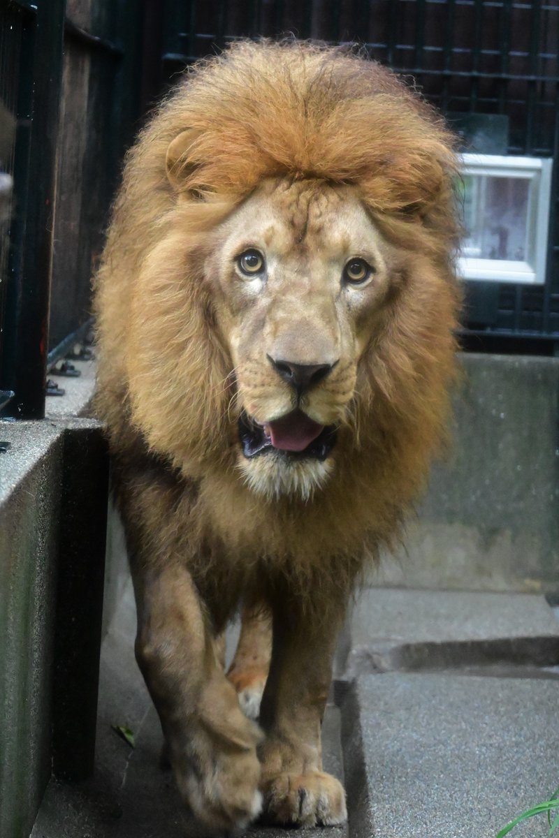 KochicityZoo's tweet image. ライオンの「キズナ」が14歳になりました。
誕生日おめでとう！
暑い日が続いていますが、元気に過ごしています。

#和の森わんぱーくこうちアニマルランド　
#ライオン 
#キズナ
#誕生日おめでとう