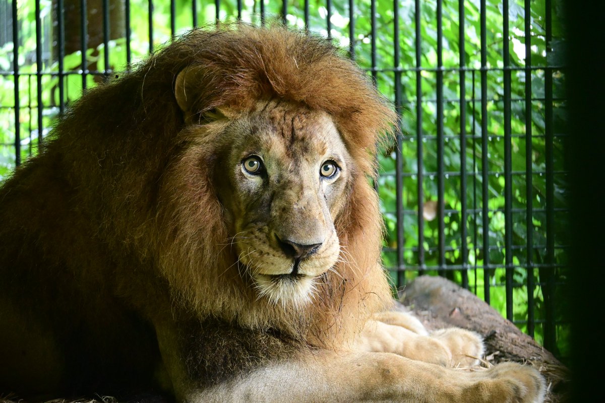 KochicityZoo's tweet image. ライオンの「キズナ」が14歳になりました。
誕生日おめでとう！
暑い日が続いていますが、元気に過ごしています。

#和の森わんぱーくこうちアニマルランド　
#ライオン 
#キズナ
#誕生日おめでとう