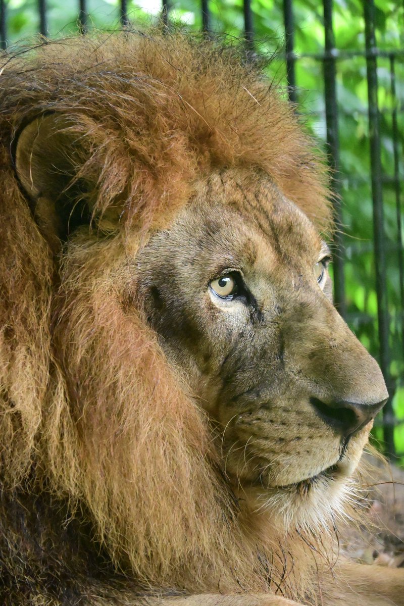 KochicityZoo's tweet image. ライオンの「キズナ」が14歳になりました。
誕生日おめでとう！
暑い日が続いていますが、元気に過ごしています。

#和の森わんぱーくこうちアニマルランド　
#ライオン 
#キズナ
#誕生日おめでとう