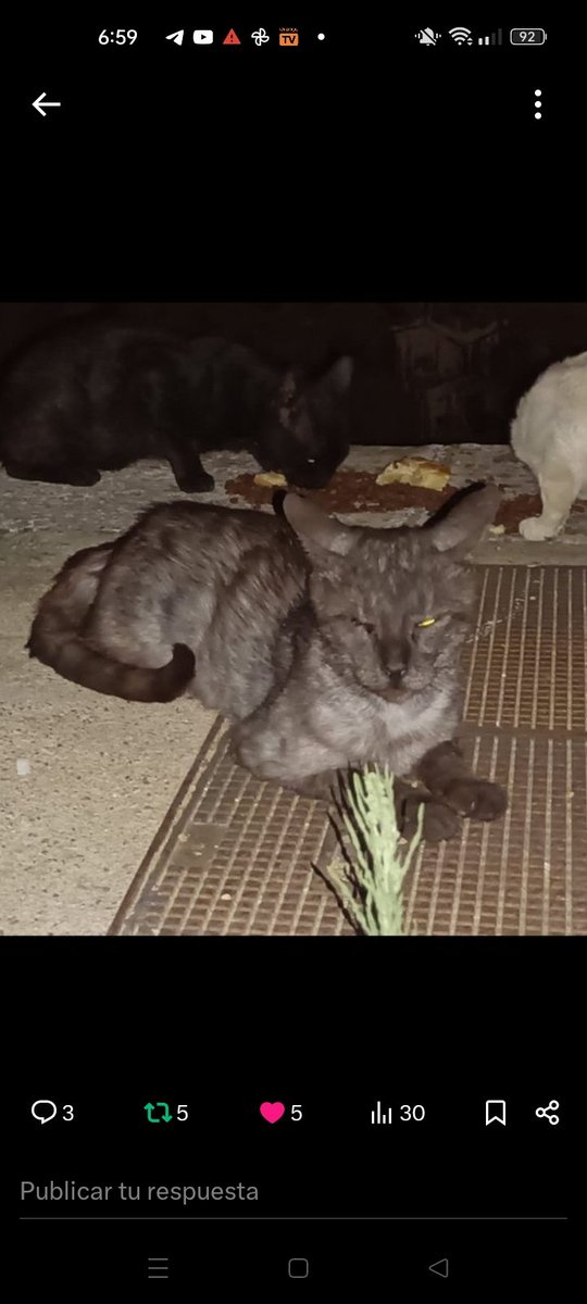 Por favor #CANIJITO sigue en la calle‼️Los otros gatos no le dejan 
comer y le pegan, está muy delgado, #ADOPCION o 
#ACOGIDA para él  🙏🏻
#Burguillos #SEVILLA
☎️ 682 18 15 48 WhatsApp 
#adopta #AdoptaNoCompres