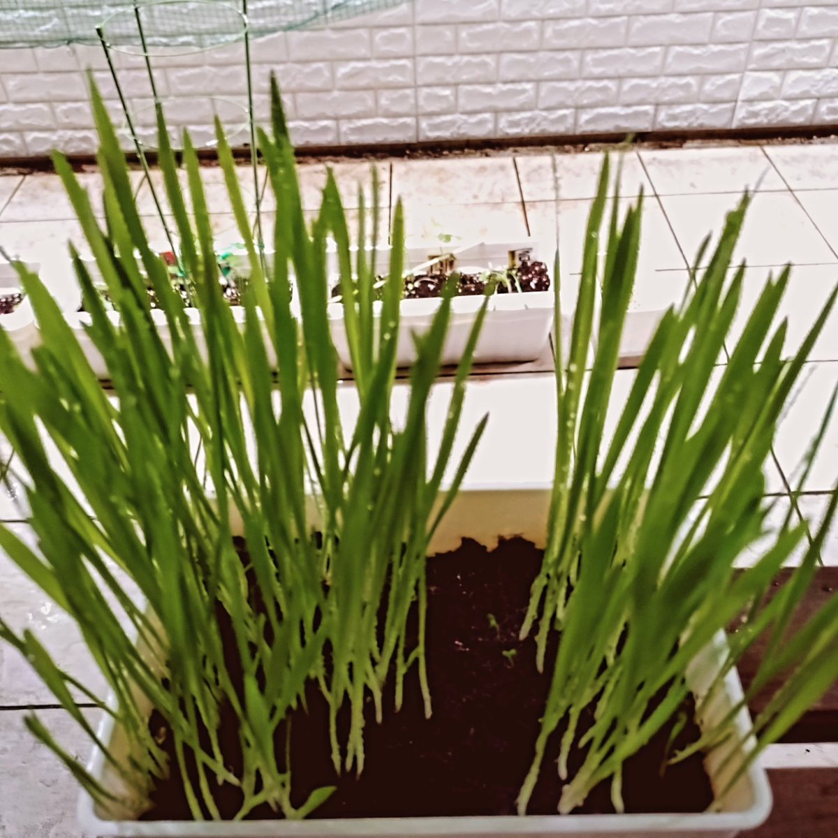 猫のオヤツはすぐに育ちますが🐱
後ろの野菜は、ナカナカ難しいです⤵️