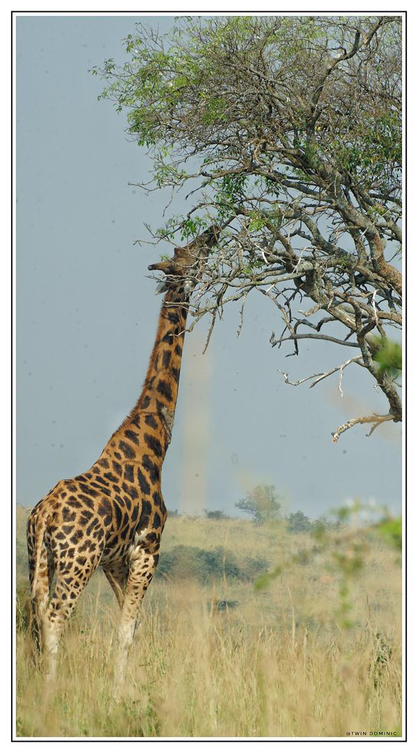 New Era Safari (@new_era_safari) on Twitter photo Stand tall like a giraffe and explore the wild with us.
Your next adventure awaits book your safari today at affordable rates.
Contact.+256 746558929
Email: info@newerasafaris.com
Website: newerasafari.com
#ExploreWithUs Stand tall like a giraffe and explore the wild with us.
Your next adventure awaits book your safari today at affordable rates.
Contact.+256 746558929
Email: info@newerasafaris.com
Website: newerasafari.com
#ExploreWithUs