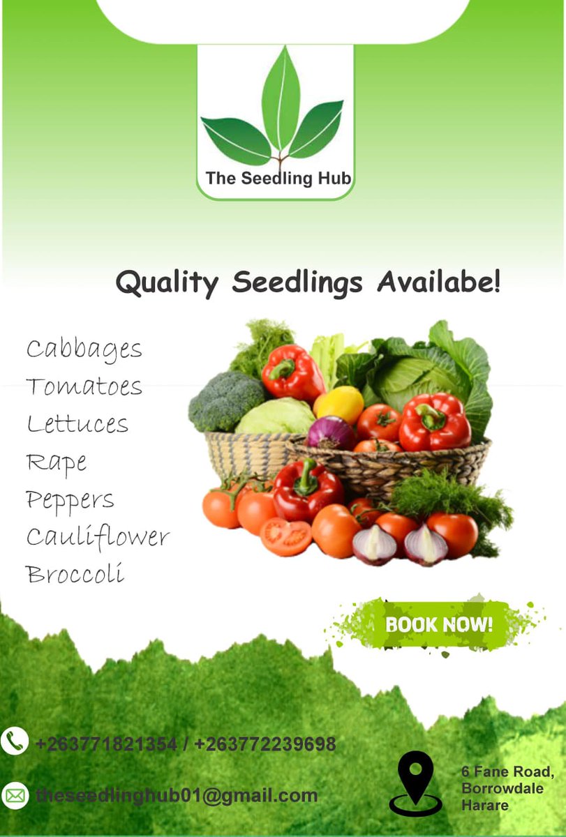 Are you looking for cabbage,tomato ,lettuce among other seedlings? We got you covered! Place your order today on +263771821354/+263772239698 . #farming #seedlings