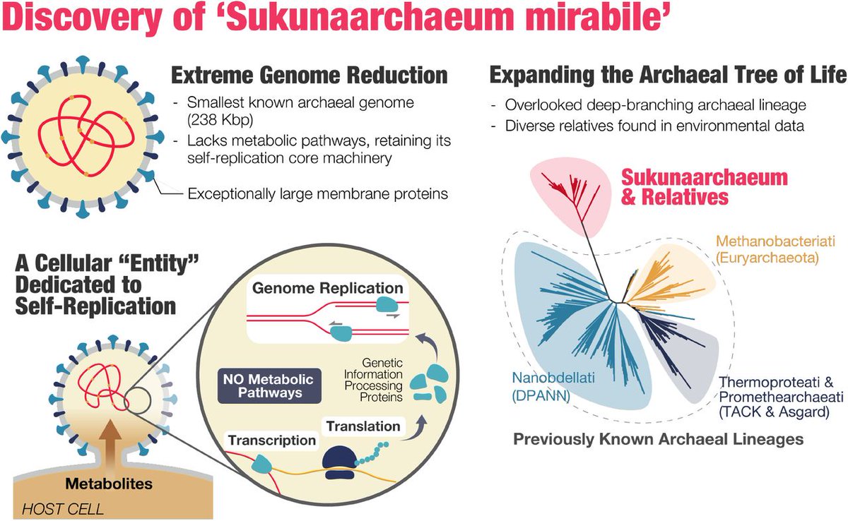 🦠  UWAGA! NOWY WPIS  🧫
Piotr Gąsiorowski: O tym, czy możliwe jest życie bez metabolizmu i jak bardzo może się skurczyć genom. Nowe odkrycia dotyczące organizmów skrajnie uproszczonych.
eksperymentmyslowy.pl/2025/07/14/mie…