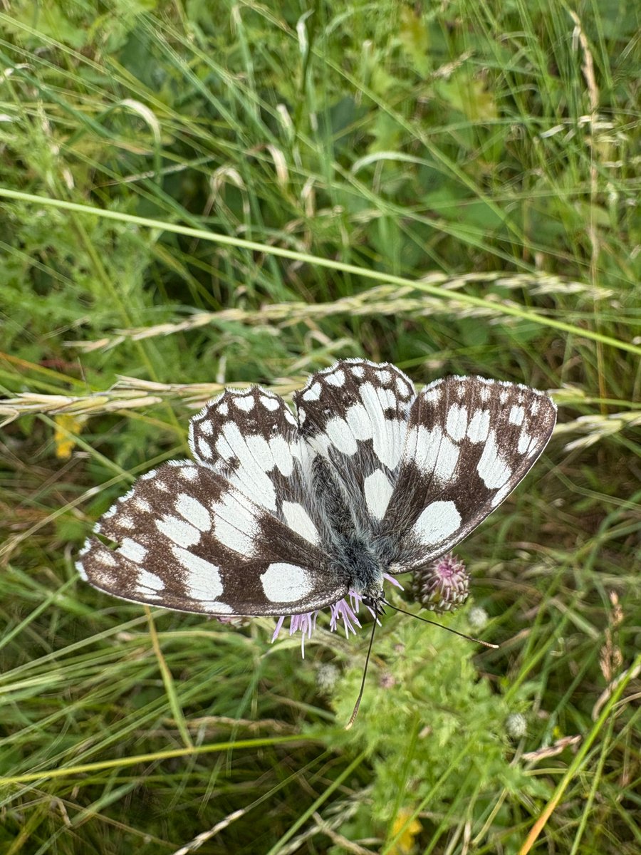 CityCorpHeath's tweet image. We love spotting the beautiful Marbled White Butterfly (Melanargia galathea) on the Heath. 🦋

You’ll most likely find one on a purple thistle (their favourites) and they’re only around for 3 months of the year! 😱

#Butterfly
#hampsteadheath
#spottedontheheath