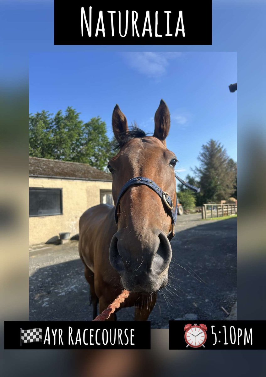 🏁Race Day🏁

We are off to <a href="/ayrracecourse/">Ayr Racecourse</a> today!🐴

⏰ 17:10
🐎 Naturalia
⚡️ <a href="/Shayfarmer123/">Shay</a> in the saddle 
🔑 for The Old Firm 

🤞🏼Good Luck Team🤞🏼