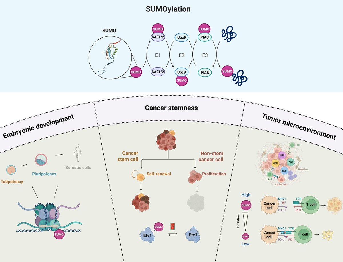 MolOncology's tweet image. ℹ️ Don't miss our new Commentary
Small modifier, big decision: switching to SUMO mode adds weight to cancer stemness in mammary tumors
➡️ buff.ly/ZscdSzr
#Sumoylation #CancerStemness #BCSM
