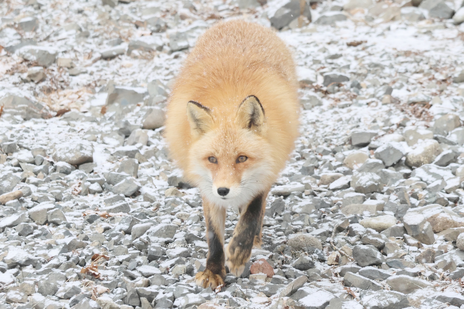 Cheng-Ren🦊🐺 on X: 