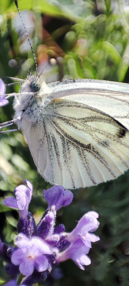 Keine Ahnung was du jetzt genau bist aber scheint auf Lavendel zu stehen.