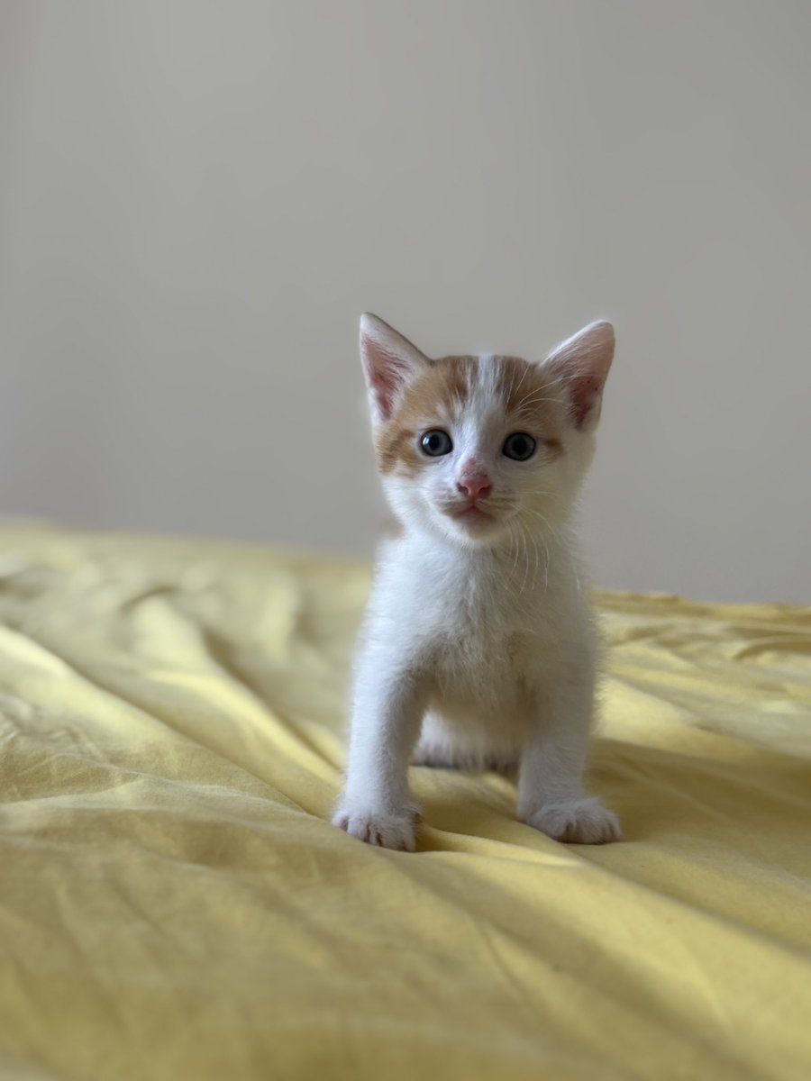 Sokağa gitmemeleri için paylaşır mısınız 😢