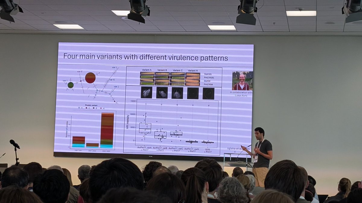 Fabrizio menardo - Breakdown of Pm17 mediated resistance of wheat powdery mildew through AvrPm17 evolution in Blumeria graminis #2025ISMPMI