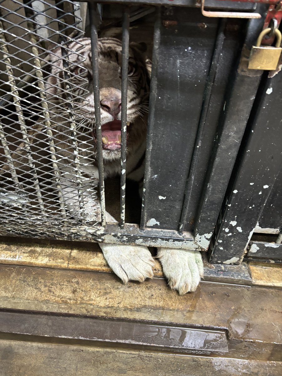 izu_anikin's tweet image. 担当者が気分で更新しているので猛獣館を通る時は探してみてください👀🙌
ツキは最近水桶にアゴのせしていることが多いです!
どうしてものせたかったみたいです…
シグレはよく扉の隙間から手が出ています。
(ナイトも同じです🌟)