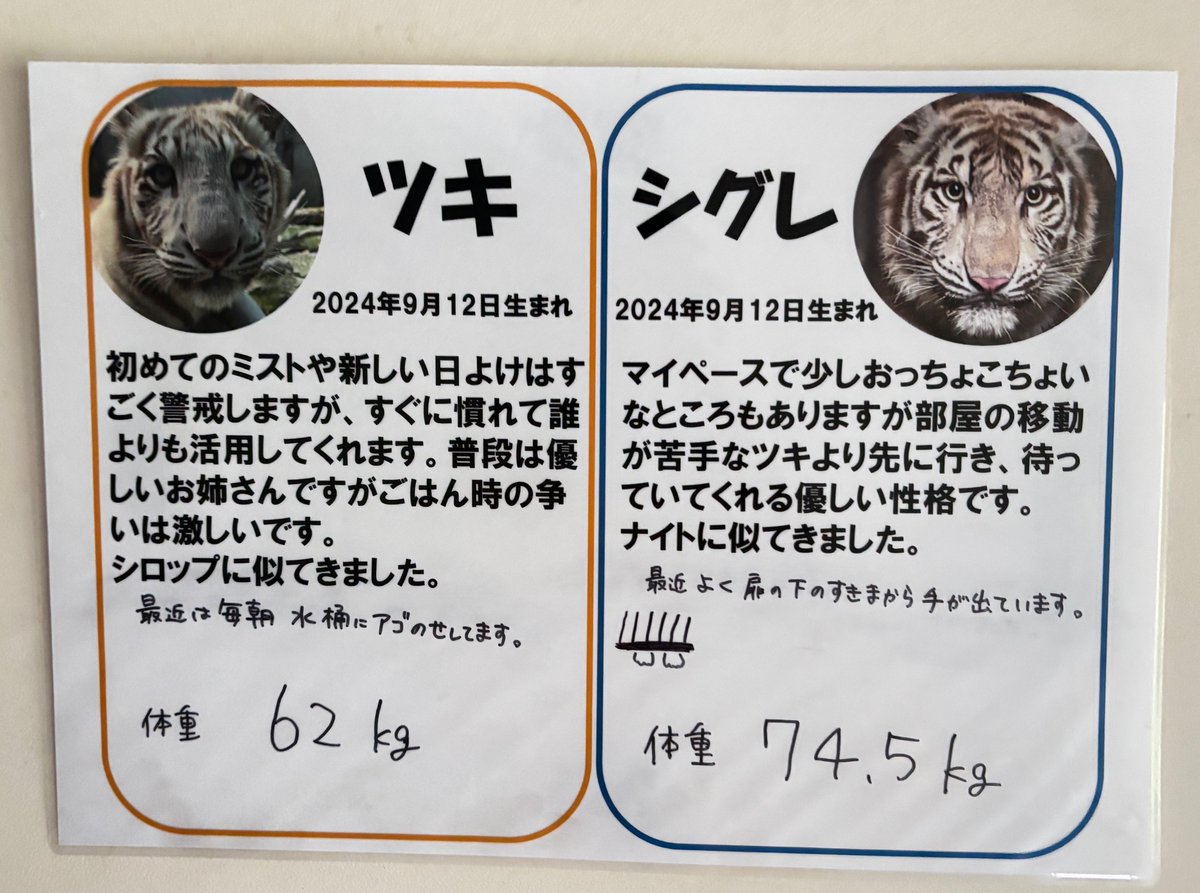 izu_anikin's tweet image. 担当者が気分で更新しているので猛獣館を通る時は探してみてください👀🙌
ツキは最近水桶にアゴのせしていることが多いです!
どうしてものせたかったみたいです…
シグレはよく扉の隙間から手が出ています。
(ナイトも同じです🌟)