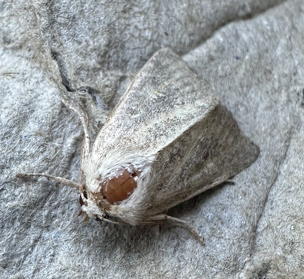 Paul Cashmore (@pcashmore53) on Twitter photo Mere Wainscot new for my Coventry Garden and not one i ever expected to see here <a href="/BritishMoths/">British Moths</a> Mere Wainscot new for my Coventry Garden and not one i ever expected to see here <a href="/BritishMoths/">British Moths</a>