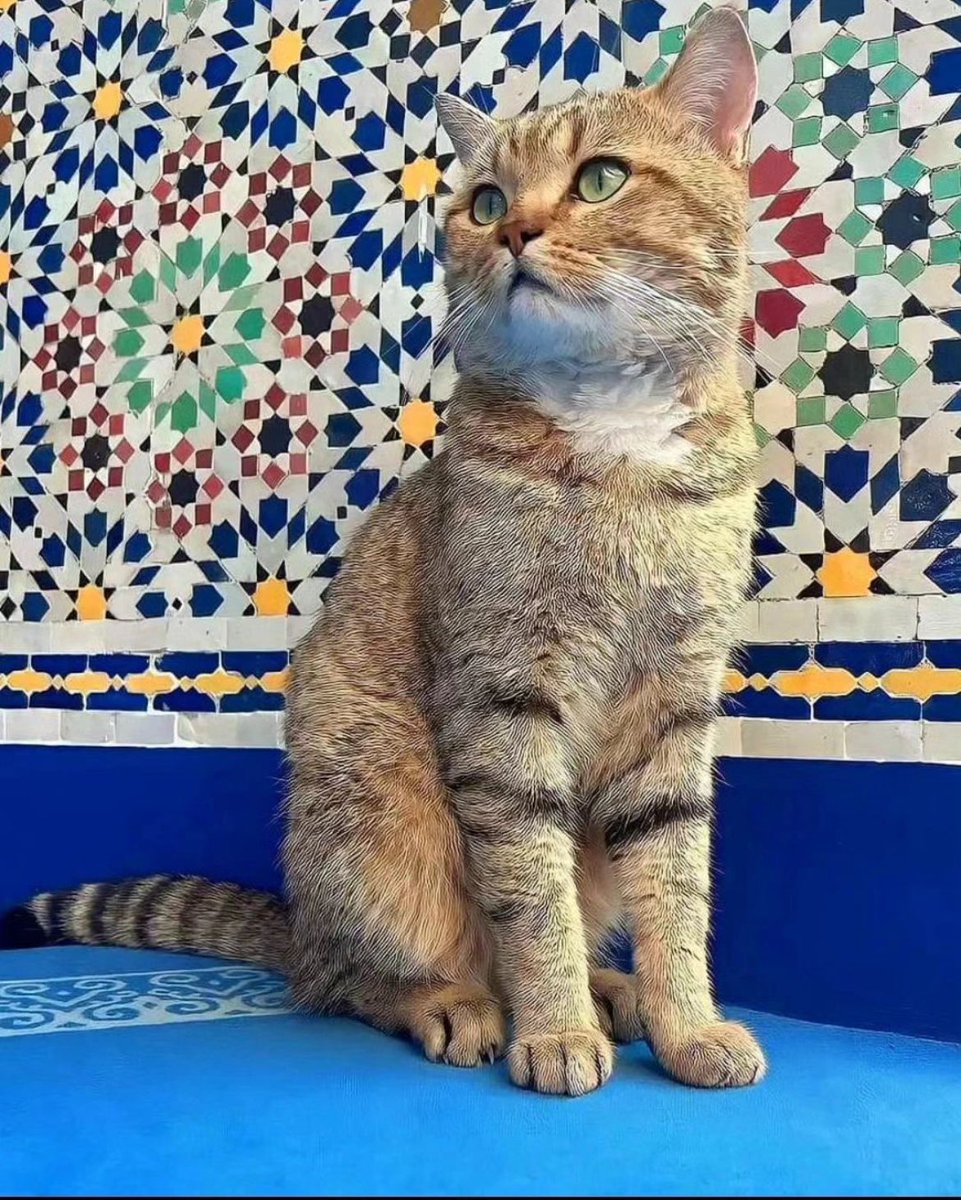 Cats in Morocco 💙