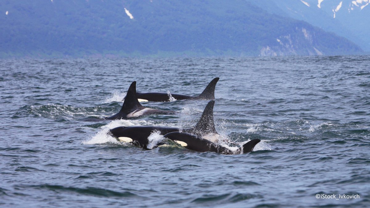 IUCN Eastern Europe and Central Asia (@iucn_ecaro) on Twitter photo #DYK orcas live in matriarchal societies and pass down unique hunting techniques through generations? As apex predators, they help keep marine ecosystems in balance, supporting ocean health, biodiversity, and ultimately, human well-being.
<a href="/IUCNRedList/">IUCN Red List</a> status: Data Deficient (DD) #DYK orcas live in matriarchal societies and pass down unique hunting techniques through generations? As apex predators, they help keep marine ecosystems in balance, supporting ocean health, biodiversity, and ultimately, human well-being.
<a href="/IUCNRedList/">IUCN Red List</a> status: Data Deficient (DD)