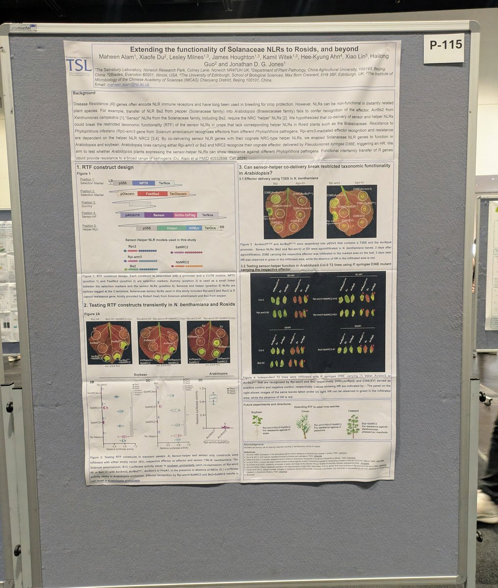 Maheen Alam (@maheenchowdhry) on Twitter photo Excited to present our research on Extending the function of Solanaceae NLR's to Rosids and beyond!
If you’re at #2025ISMPMI visit my poster 115 during poster session 1 today. Breaking RTF <a href="/jonathandgjones/">Jonathan D G Jones</a> lab Excited to present our research on Extending the function of Solanaceae NLR's to Rosids and beyond!
If you’re at #2025ISMPMI visit my poster 115 during poster session 1 today. Breaking RTF <a href="/jonathandgjones/">Jonathan D G Jones</a> lab