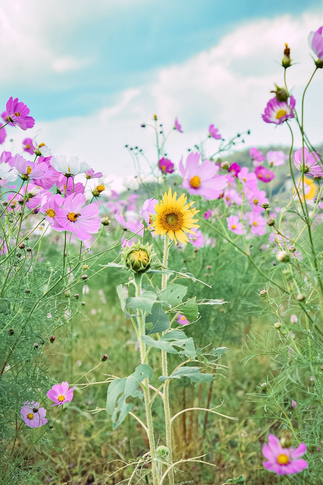 ひまわり❤ MUZAN | (向日葵🌻】 別名 【日輪草🌻】 私は此方の方が好き